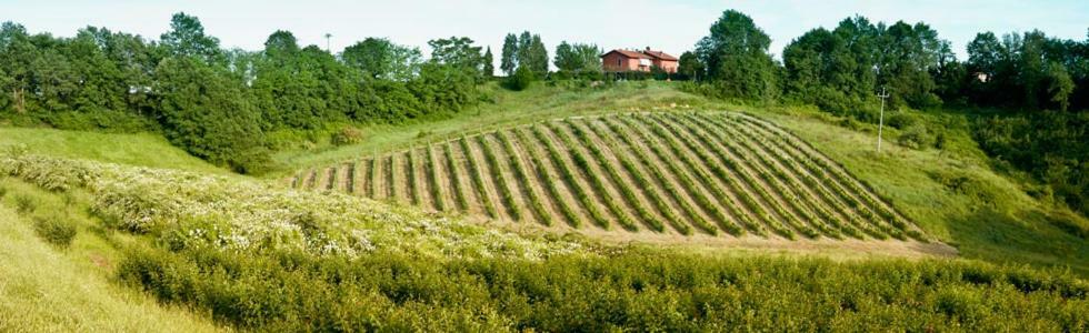 Villa Il Pino Bioagricoltura à Terranuova Bracciolini Extérieur photo